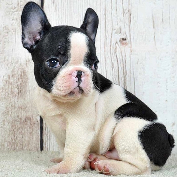 Christmas Tree Ornament Adorable French Bulldog Pup Figurine Red & White Scarf - Picture 2 of 16